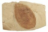 Orange Fossil Leaf (Ficus) - Montana #188997-1